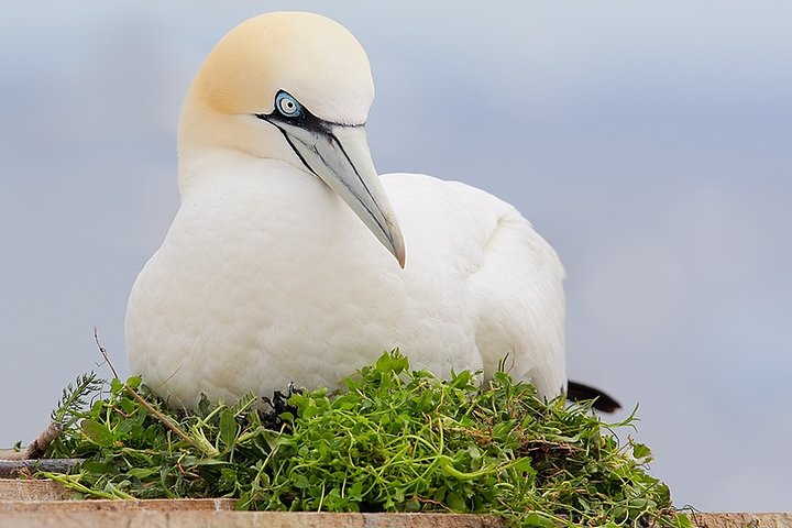 90minute Wildlife Adventure Cruise from Sorrento