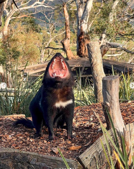 3 Day Tasmanian highlights Tour – Hobart, Port Arthur and Bruny Island