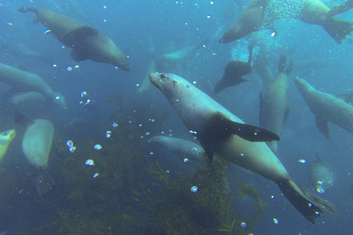 Maria Island Cruise and Guided Walk Full Day Tour with Drinks