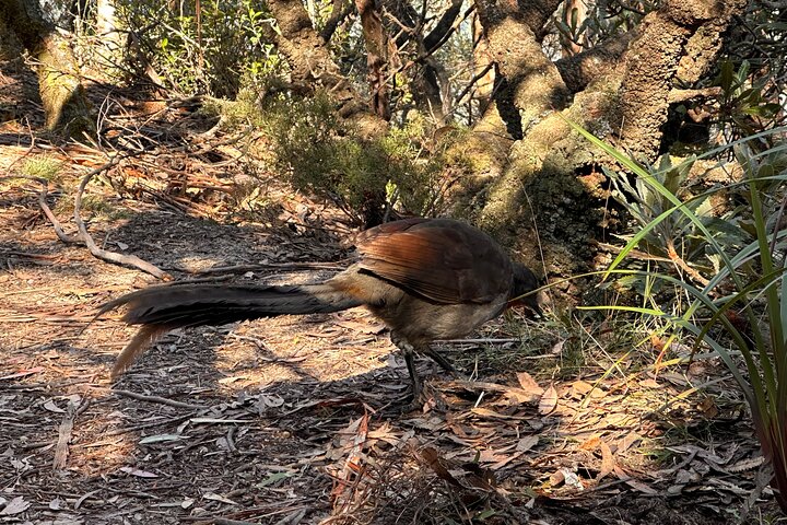 Blue Mountains Full Day Guided Tour