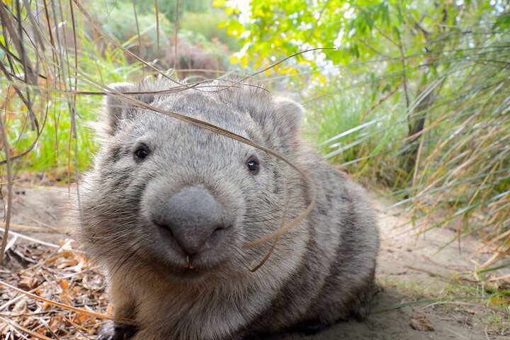 Maria Island Cruise and Guided Walk Full Day Tour with Drinks