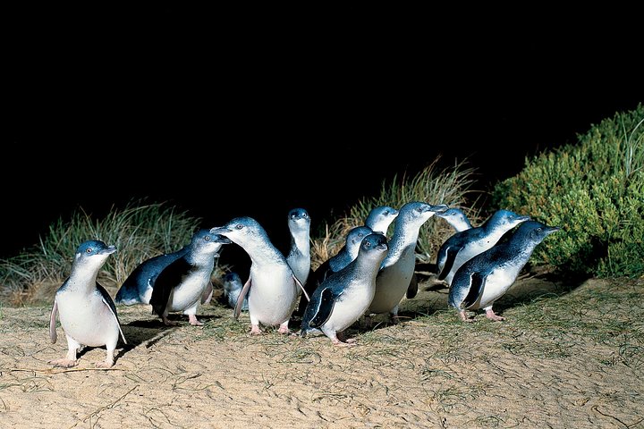 Penguins Walks And Wildlife In The Wild