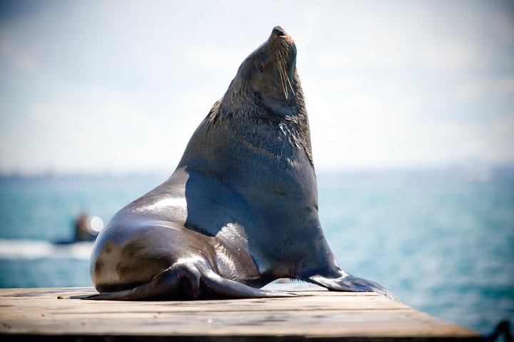 3-Hour Dolphin and Seal Sightseeing Cruise, Mornington Peninsula