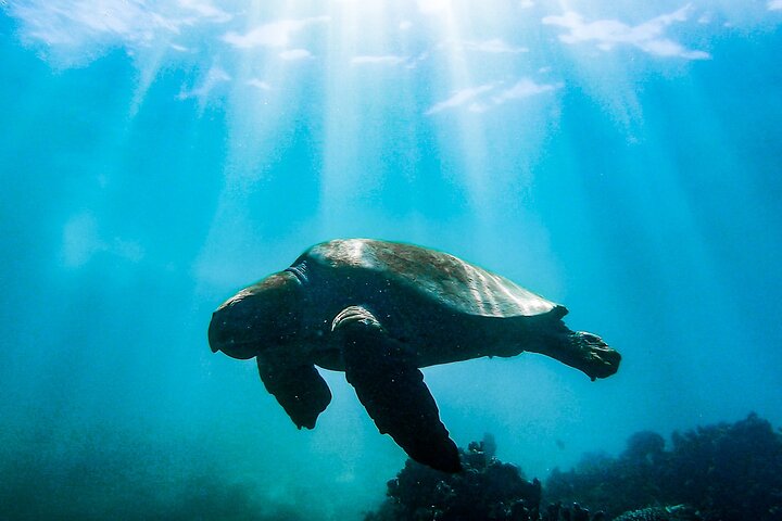 Coral Viewing, Snorkeling and Coastal Explorer Extravaganza Tour on Ningaloo Reef