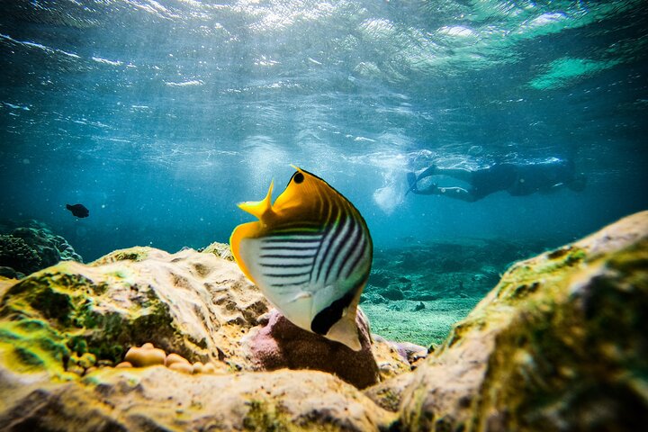 Coral Viewing, Snorkeling and Coastal Explorer Extravaganza Tour on Ningaloo Reef