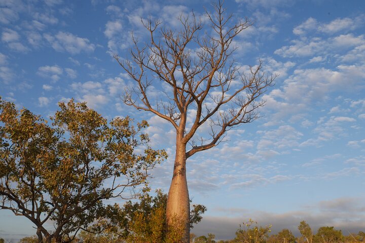 Full-day Wine-Tasting and Tamborine Mountain Tour with Lunch