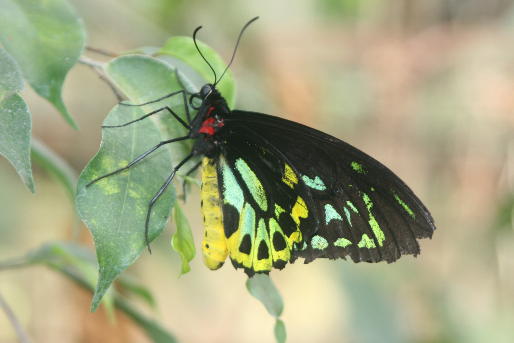 1 Day Litchfield National Park Tour