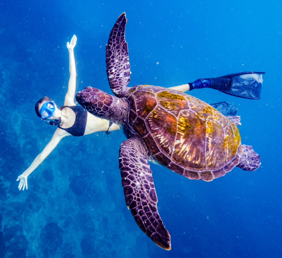 Julian Rocks Snorkel Tour