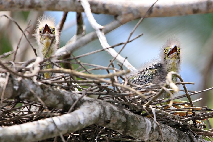 Daintree River Wildlife Cruise – Early Morning