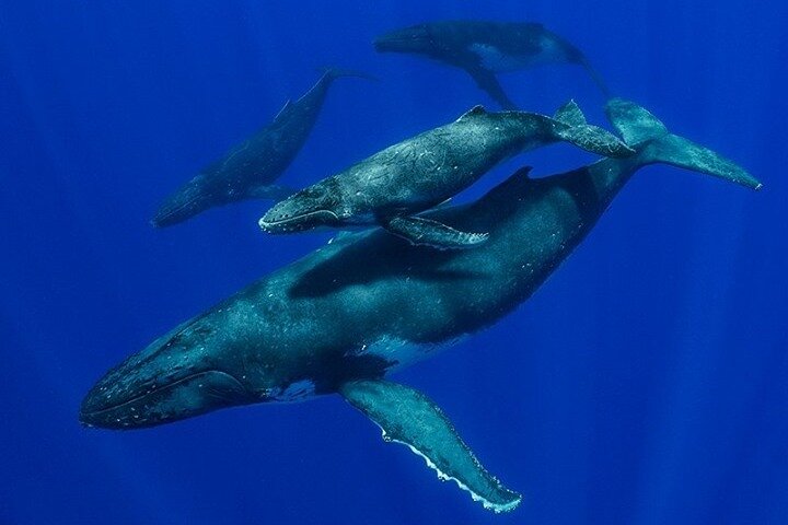 4-Hour Whale Watching Sunset Cruise in Broome