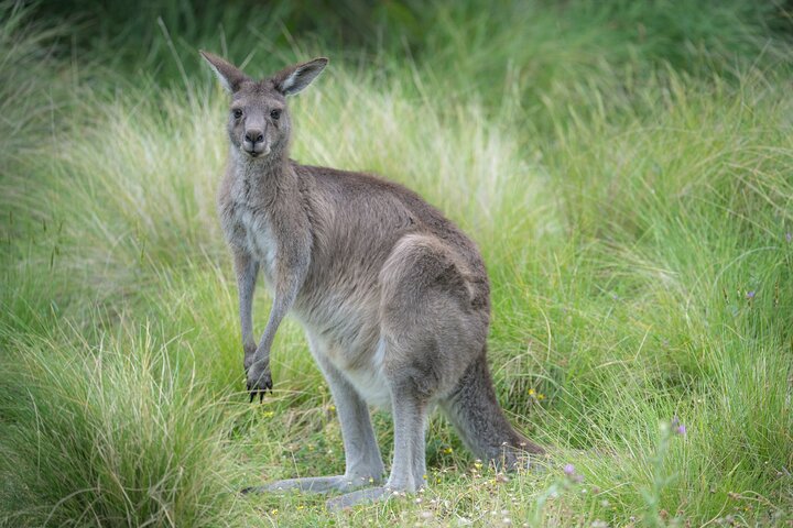 Private Two Day Great Ocean Road & Phillip Island Tour