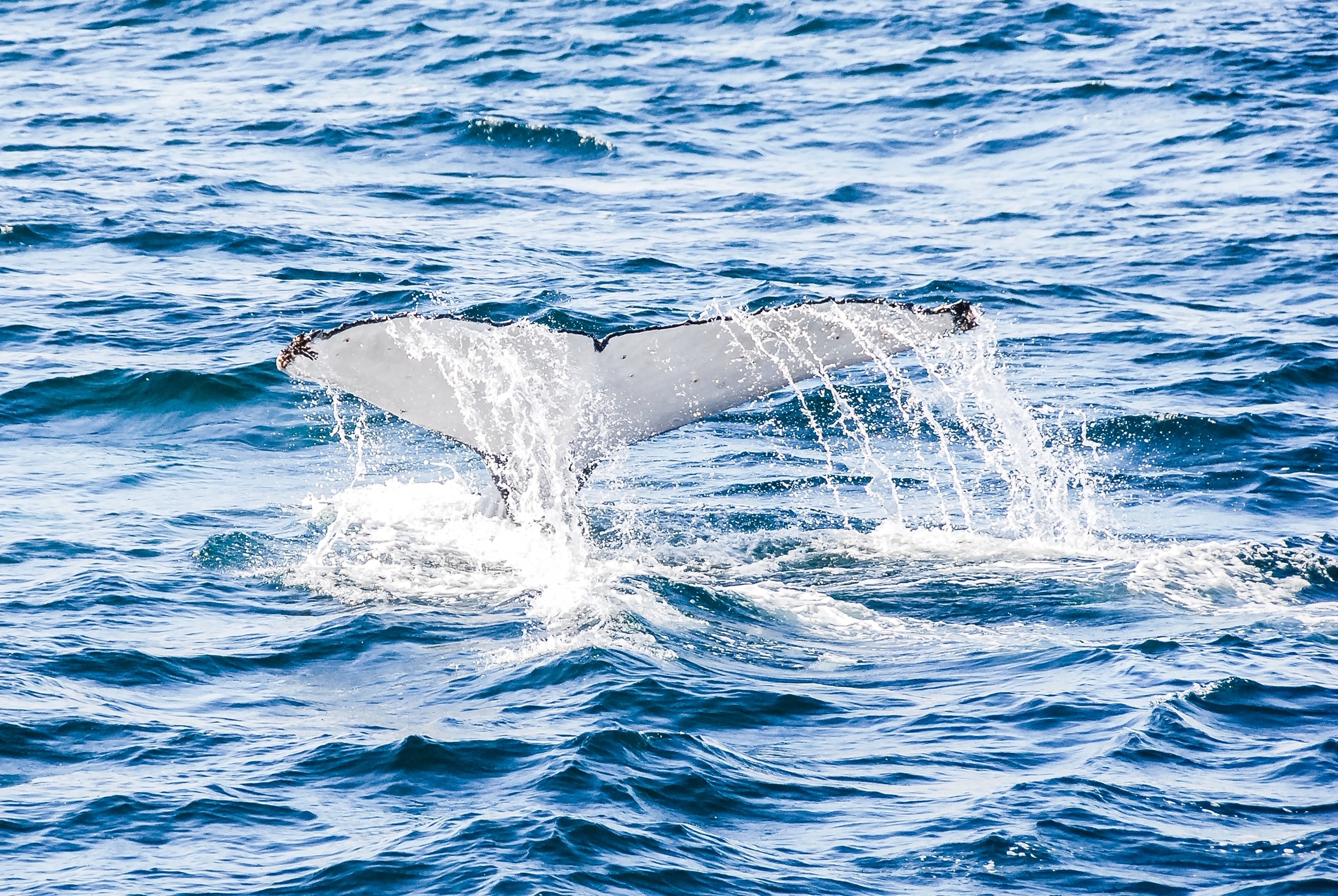 90 minute Whale Watch Express
