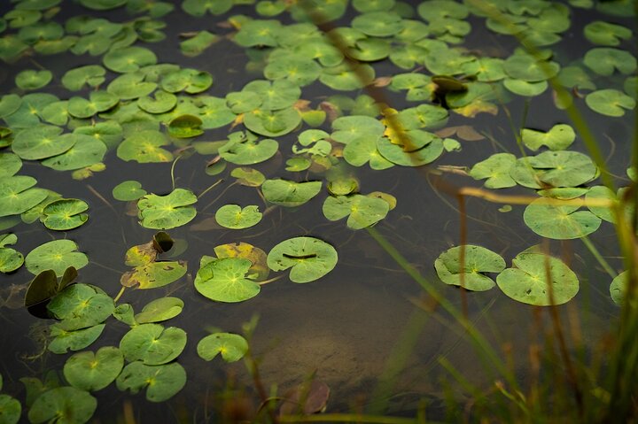 1-Hour Self-guided Canoeing in Shepparton