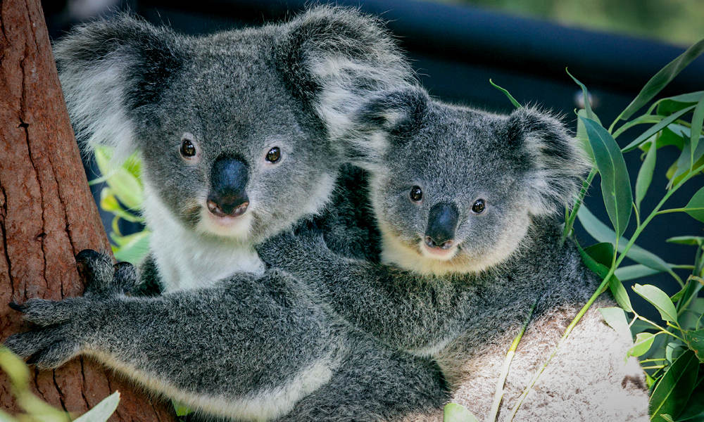 Taronga Zoo Entry and 1-Day Harbour Ferry Pass with Sky Safari