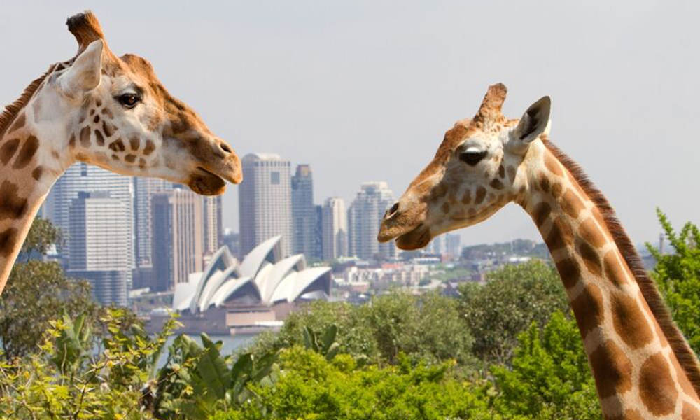 Taronga Zoo Entry and 1-Day Harbour Ferry Pass with Sky Safari