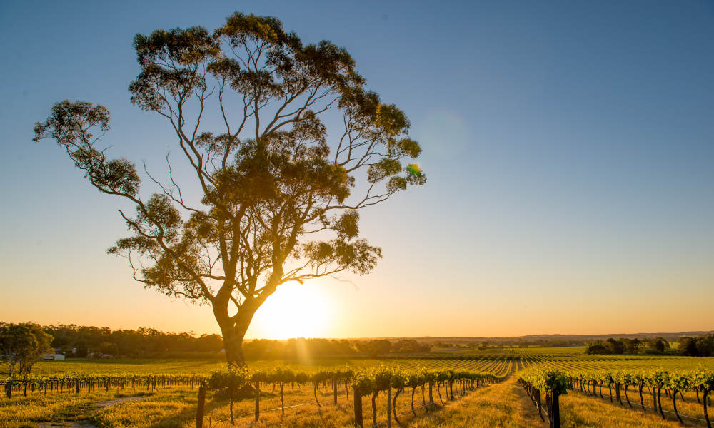 Luxury Carbon Neutral Hunter Valley Wine-Tasting Departing Newcastle