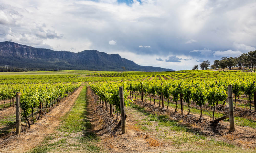 Hunter Valley Wine Tour Departing Newcastle