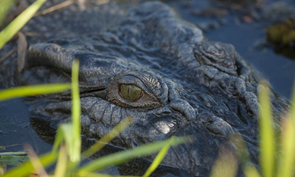 Jumping Crocodile Tour from Darwin