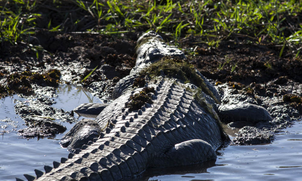 Jumping Crocodile Tour from Darwin