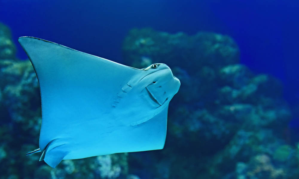 Cairns Aquarium General Admission