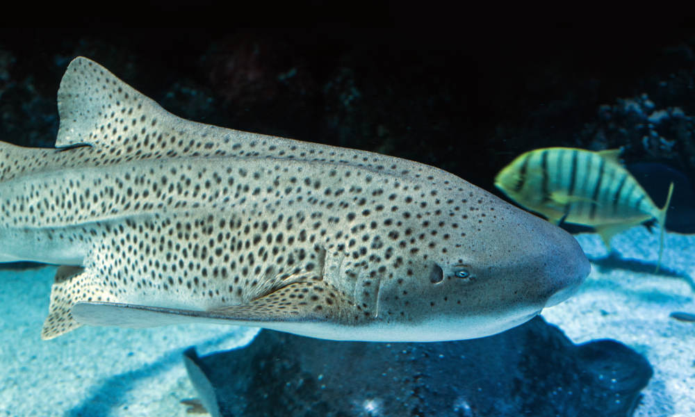 Cairns Aquarium General Admission