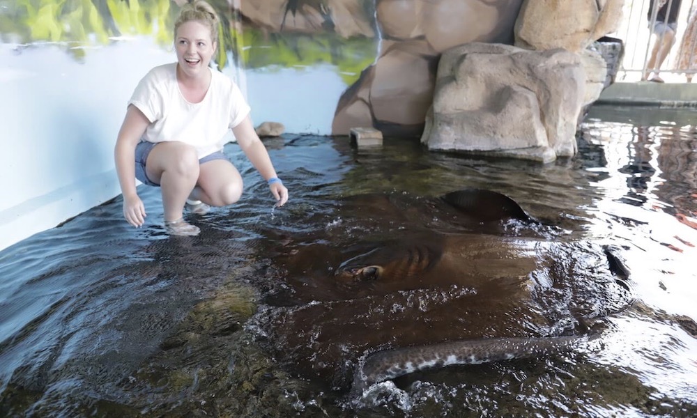 Whipray Encounter with Crocosaurus Cove Entry