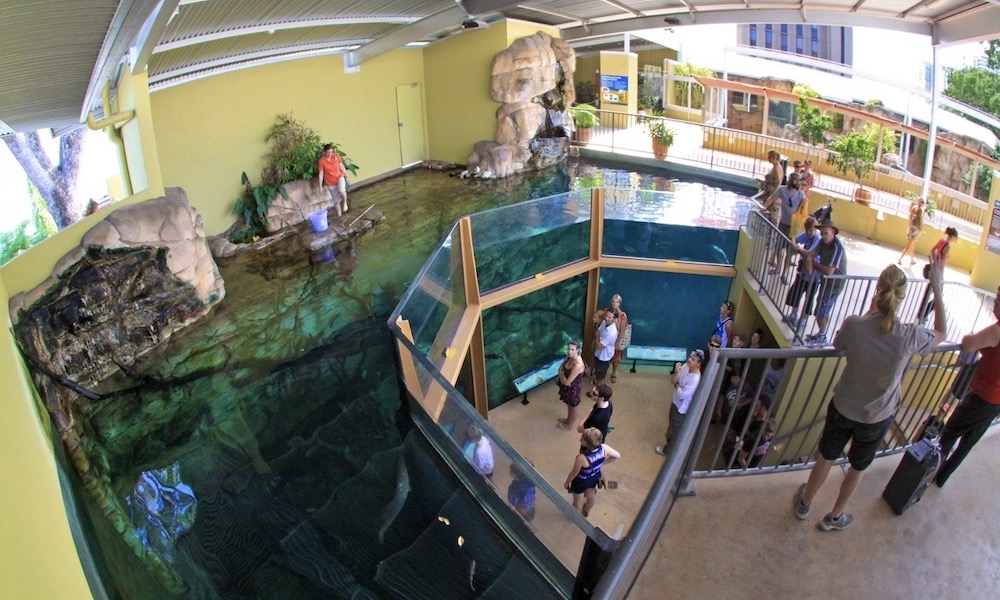 Whipray Encounter with Crocosaurus Cove Entry