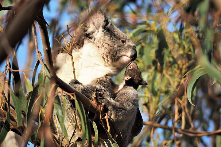 2-Hour Koala Walking Tour in Kangaroo Island