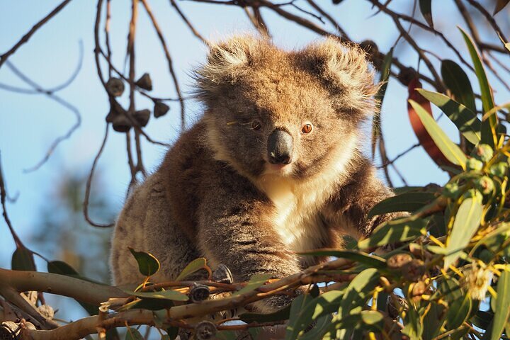 Koala Walking Tour in Kangaroo Island