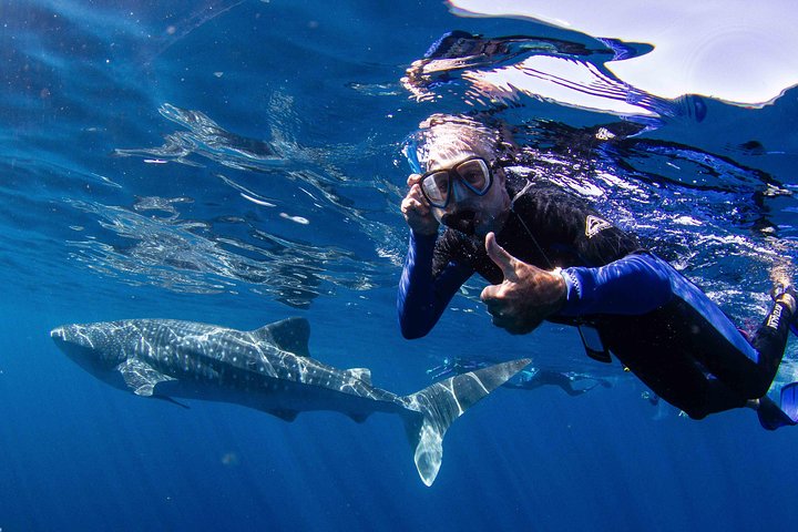 Whale Shark and Humpback Whale Day Trip Aug - Sept