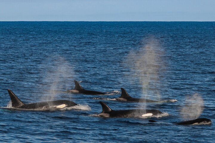 Bremer Canyon Killer Whale (Orca) Expedition