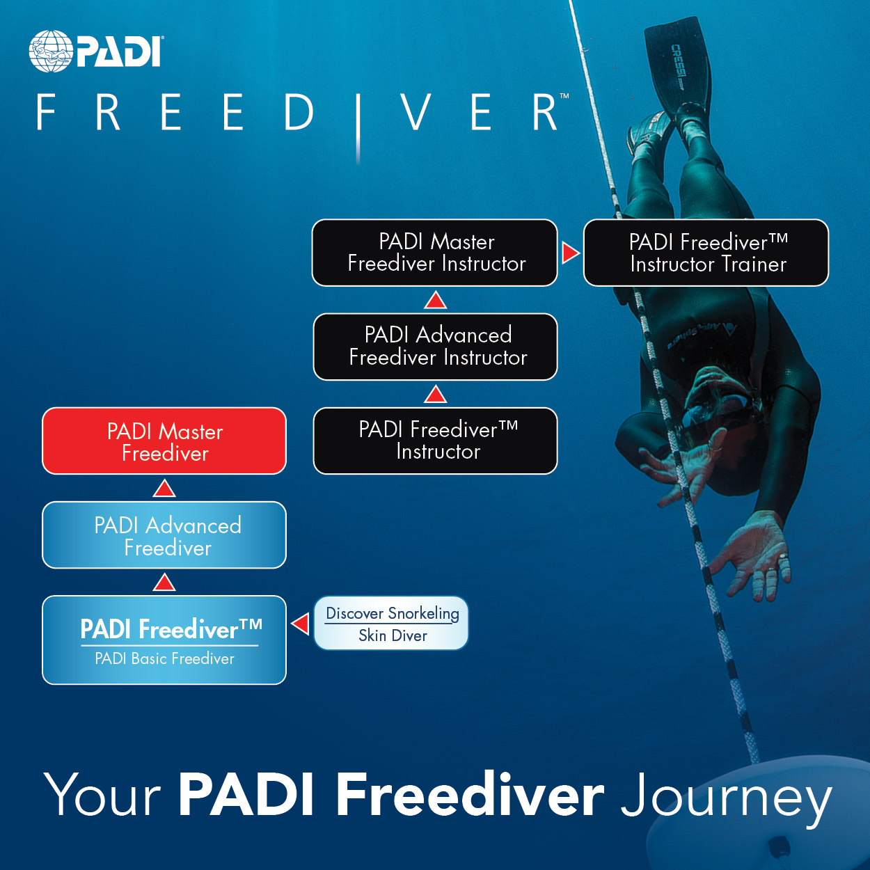 1-Day PADI Basic Freediver Course (Cheltenham)