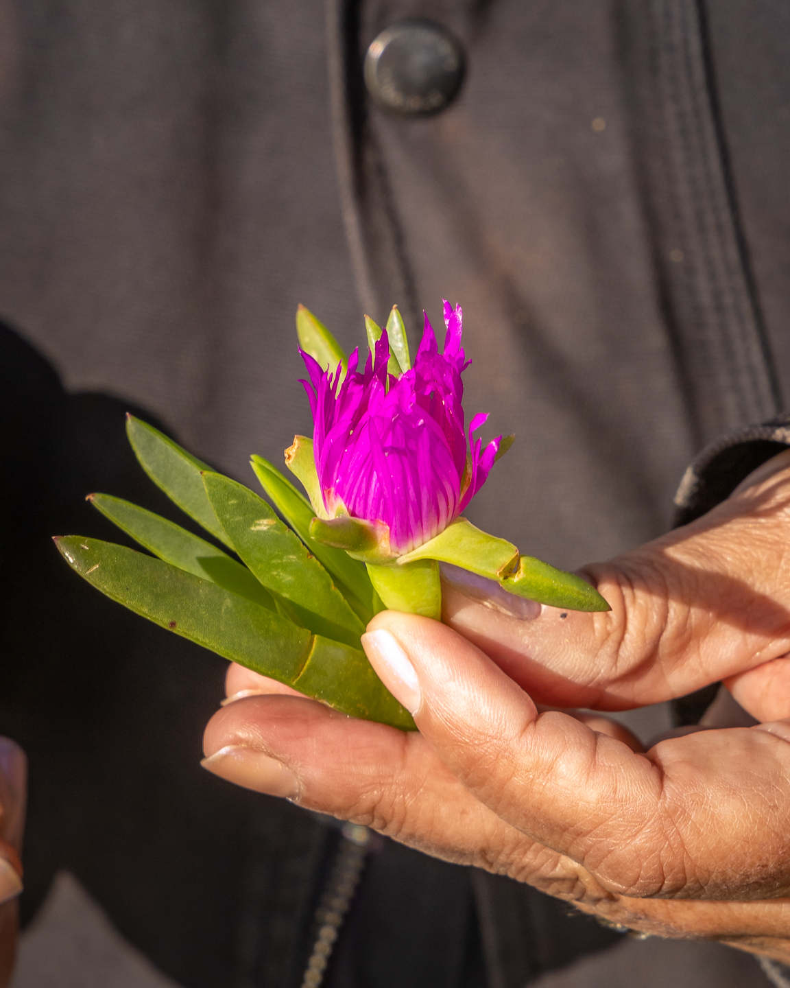 WELCOME TO COUNTRY - BUSH TUCKER & BUSH MEDICINE CULTURAL WALK WITH YUIN KNOWLEDGE HOLDER  FOLLOWED BY LUNCH AT THE PICKLED OCTOPUS RESTAURANT TUROSS HEAD