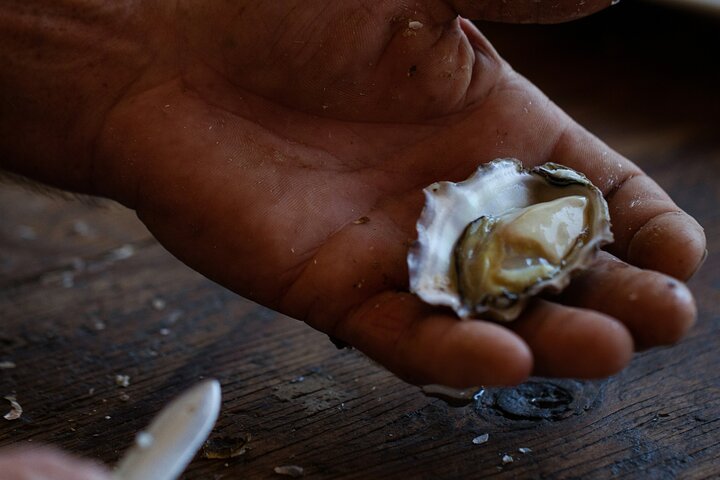 Broken Bay Pearl & Oyster Farm Tours