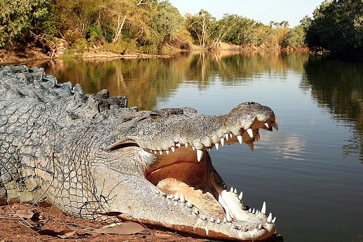 Brisbane River Guided Day Tour by Kayak