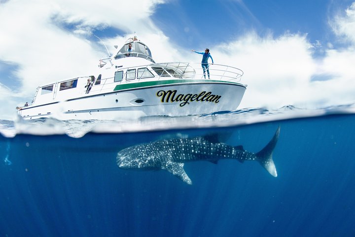 Whale Shark and Humpback Whale Day Trip Aug - Sept