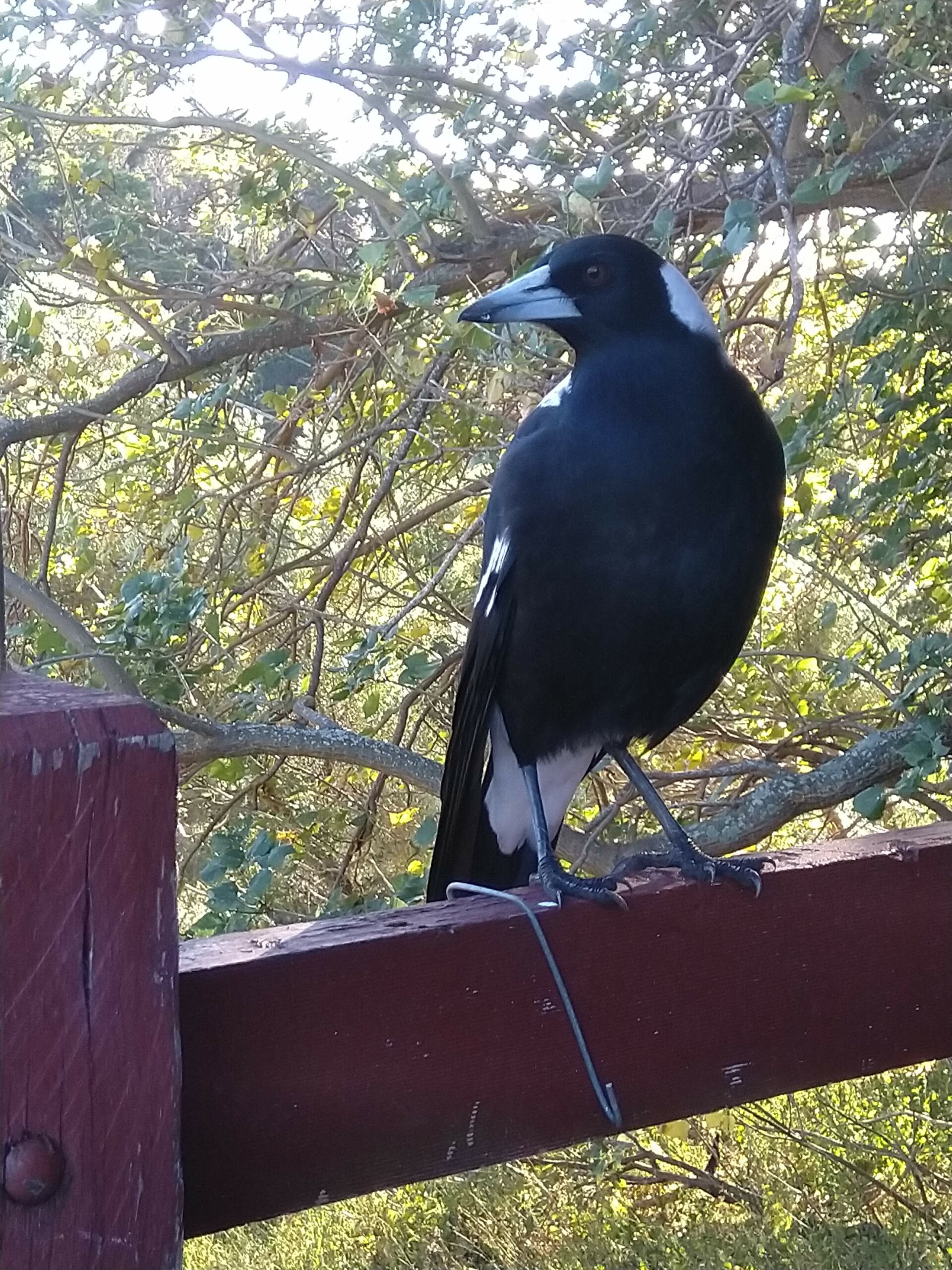 Tilba Twilight Walking Tour