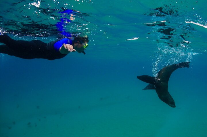 Private 2hr Seal swim Cruise Mornington Peninsula