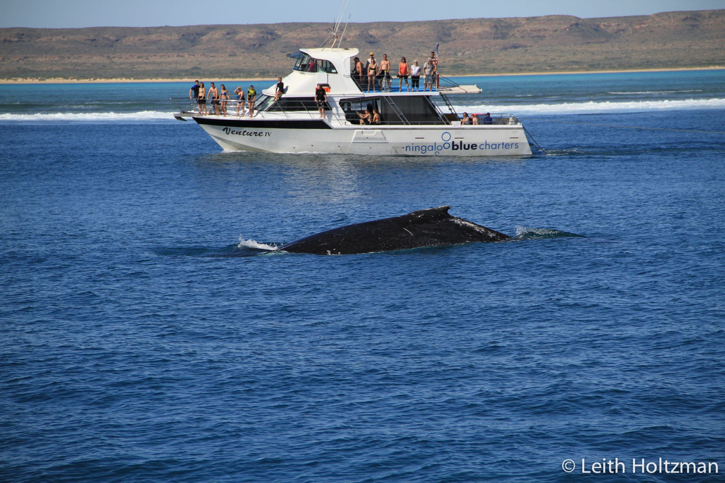 Snorkel and swim with Whale Sharks - the largest fish in the world! Or sit back and enjoy the view with a glass of Champaign from our 2 story vessel.