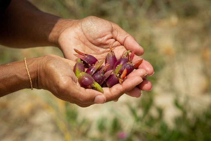 Cape Byron Aboriginal Tour