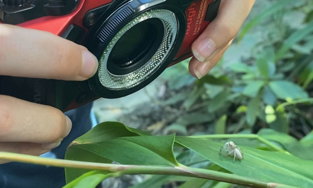 Lets Go Buggin Morning Tour