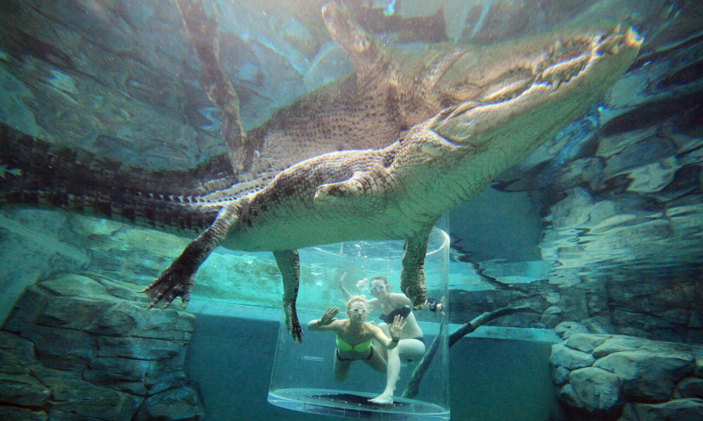 Big Croc Feeding Experience