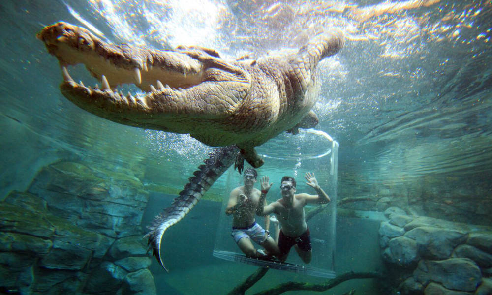 Big Croc Feeding Experience