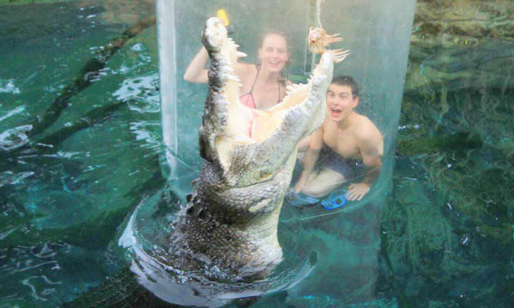 Big Croc Feeding Experience