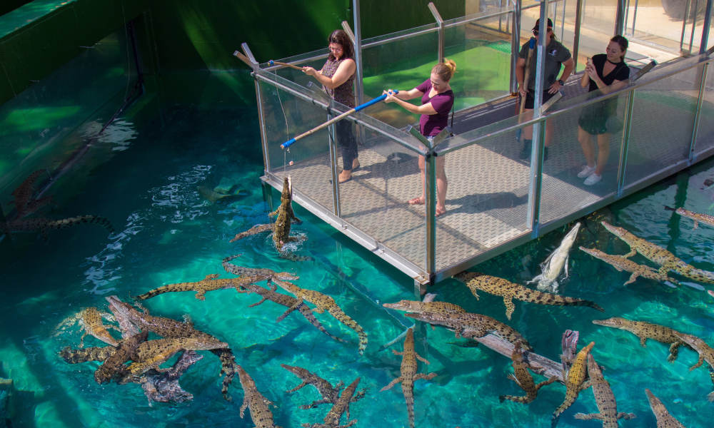 Big Croc Feeding Experience