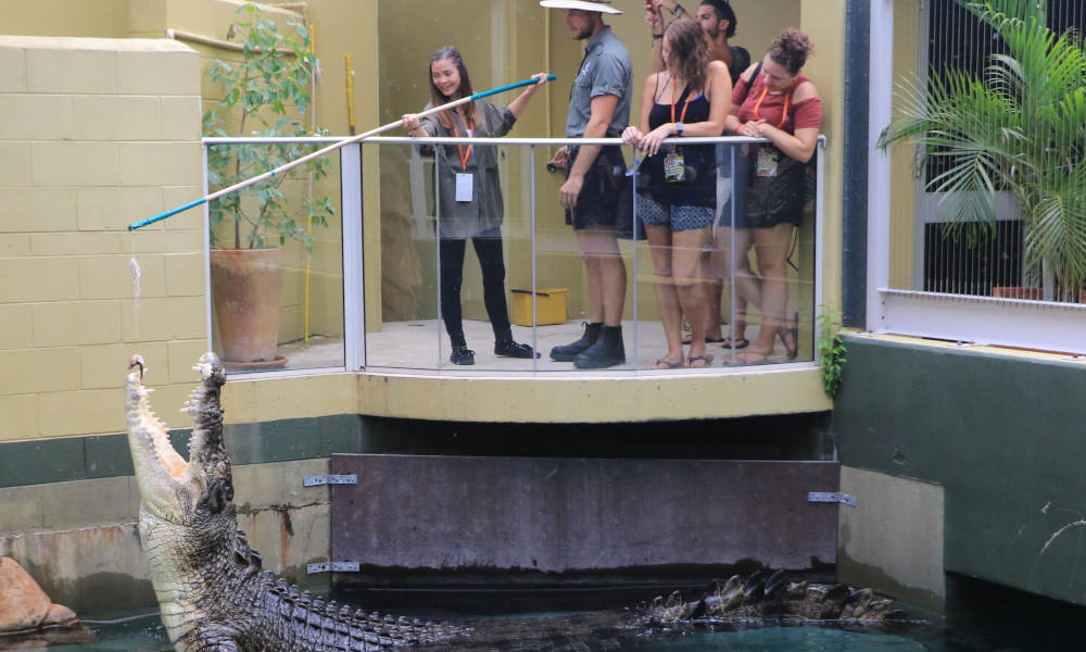 Big Croc Feeding Experience