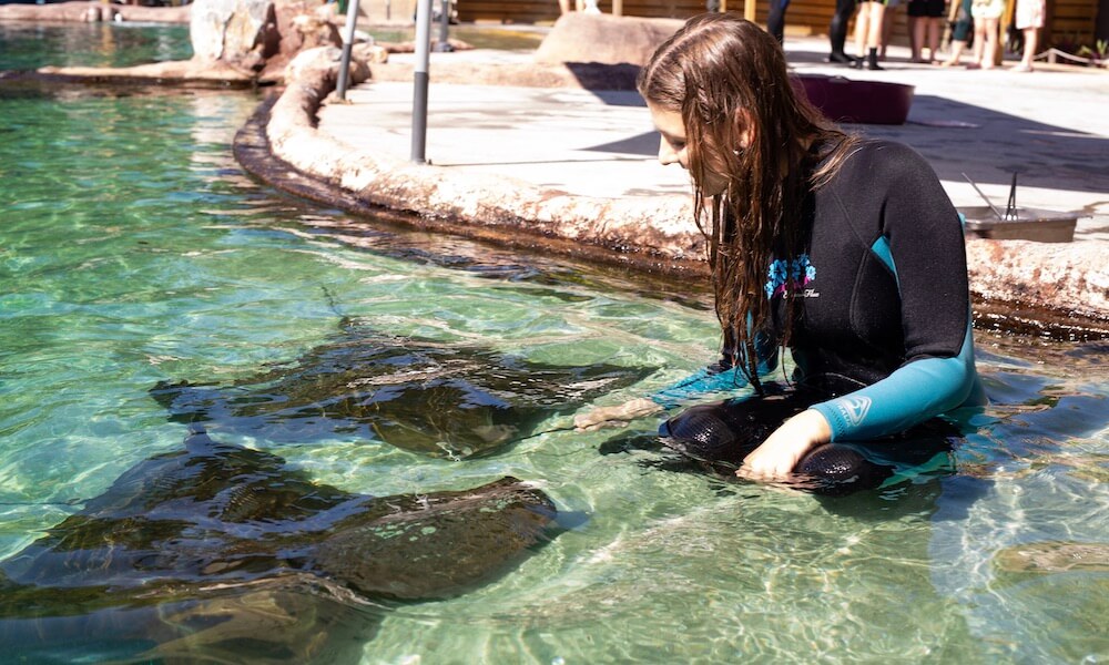 Irukandji Entry Tickets includes Shallows Encounter & Shark Food