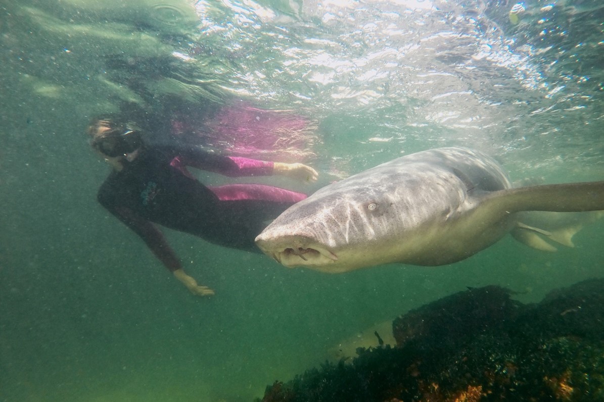 Reef Shark Snorkel + Entry Pass