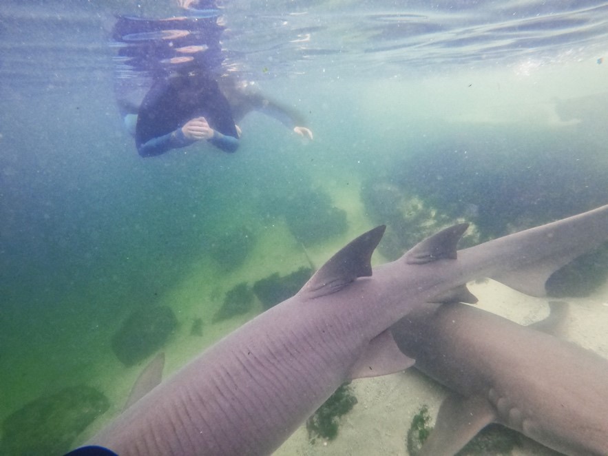 Reef Shark Snorkel + Entry Pass