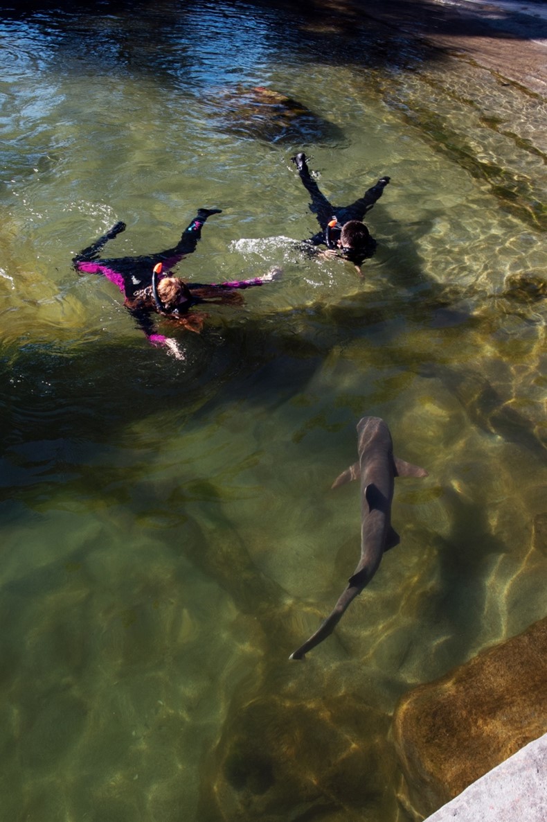 Reef Shark Snorkel + Entry Pass